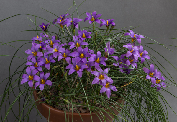 Romulea bulbocodium
